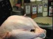 How To Make Spicy Thanksgiving Turkey